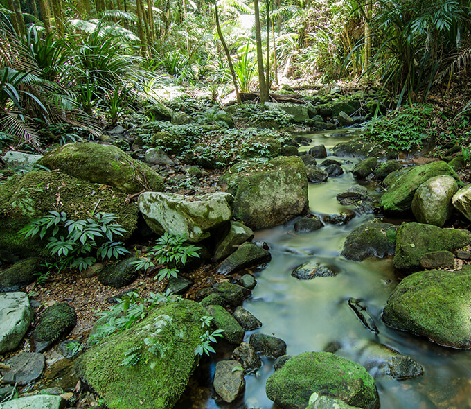 Boggy Creek in Whian Whian State Conservation Area, featuring a tranquil creek surrounded by dense rainforest with tall trees and lush vegetation.