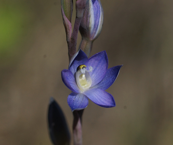 A Wyong Sun Orchid (Thelymitra adorata) in bloom