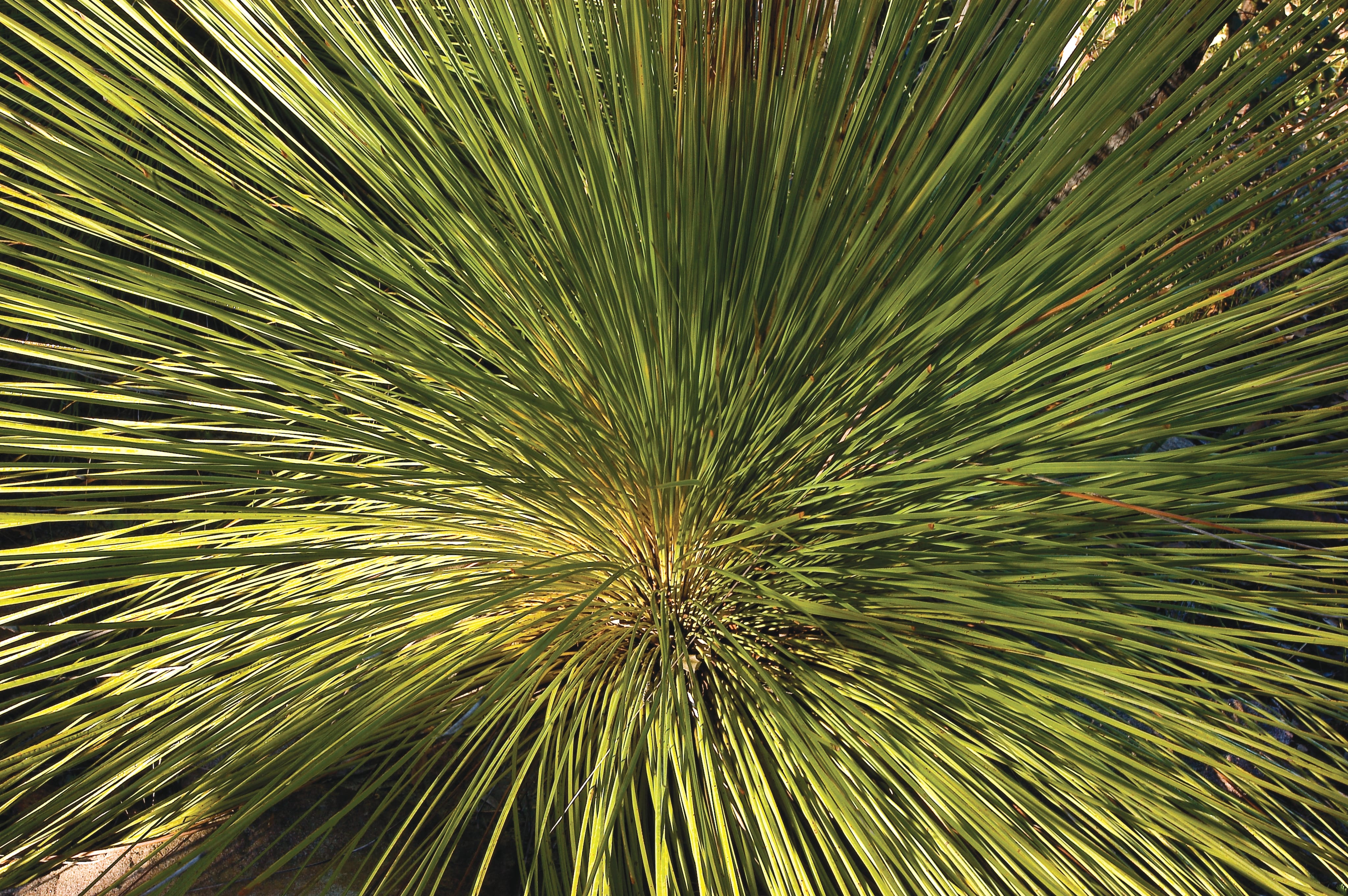 A close-up view of a Xanthorrhoea grass tree at Muogamarra Nature Reserve, showcasing a dense cluster of long, slender leaves that radiate from the center.