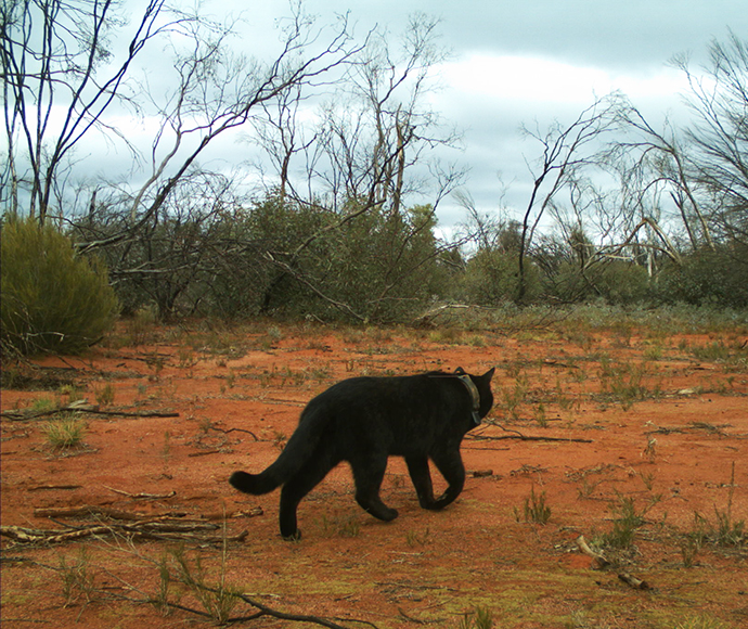 A black cat with a collar walking across a red dirt path with blurred forest in the background.