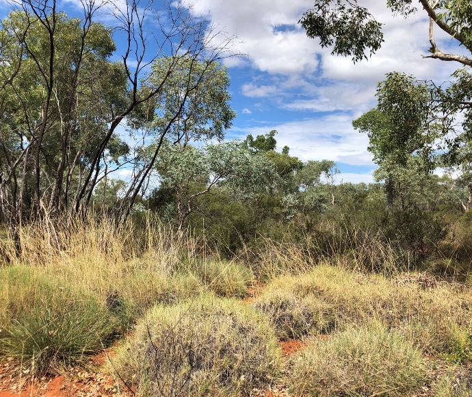 A dense forest scene with various trees and shrubs. The ground is covered with dry grass and fallen branches, while the overcast sky creates a muted, serene atmosphere.