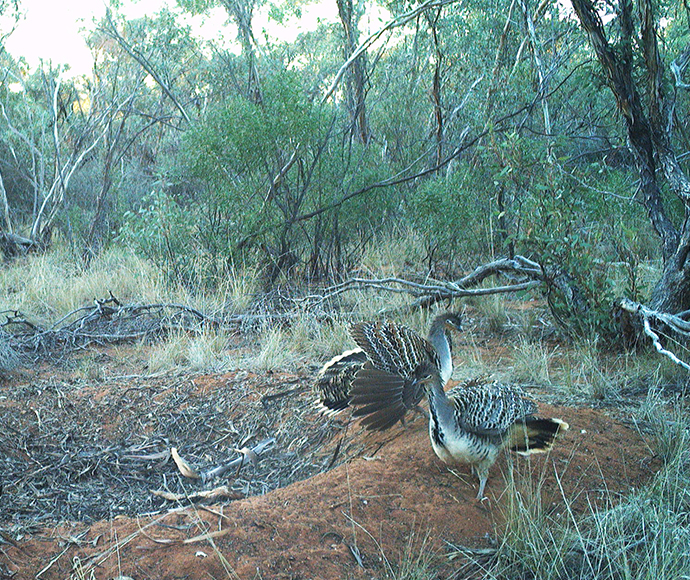 A pair of malleefowl (Leipoa ocellata) foraging on the ground in Yathong Nature Reserve, surrounded by dry grass and shrubs. One malleefowl is in the foreground, and the other is slightly behind it.