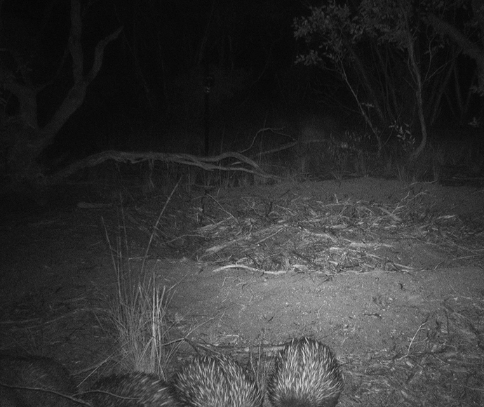 A pair of Short beaked echidnas foraging on the ground at night in Yathong Nature Reserve, surrounded by dry grass and shrubs. One malleefowl is in the foreground, and the other is slightly behind it.