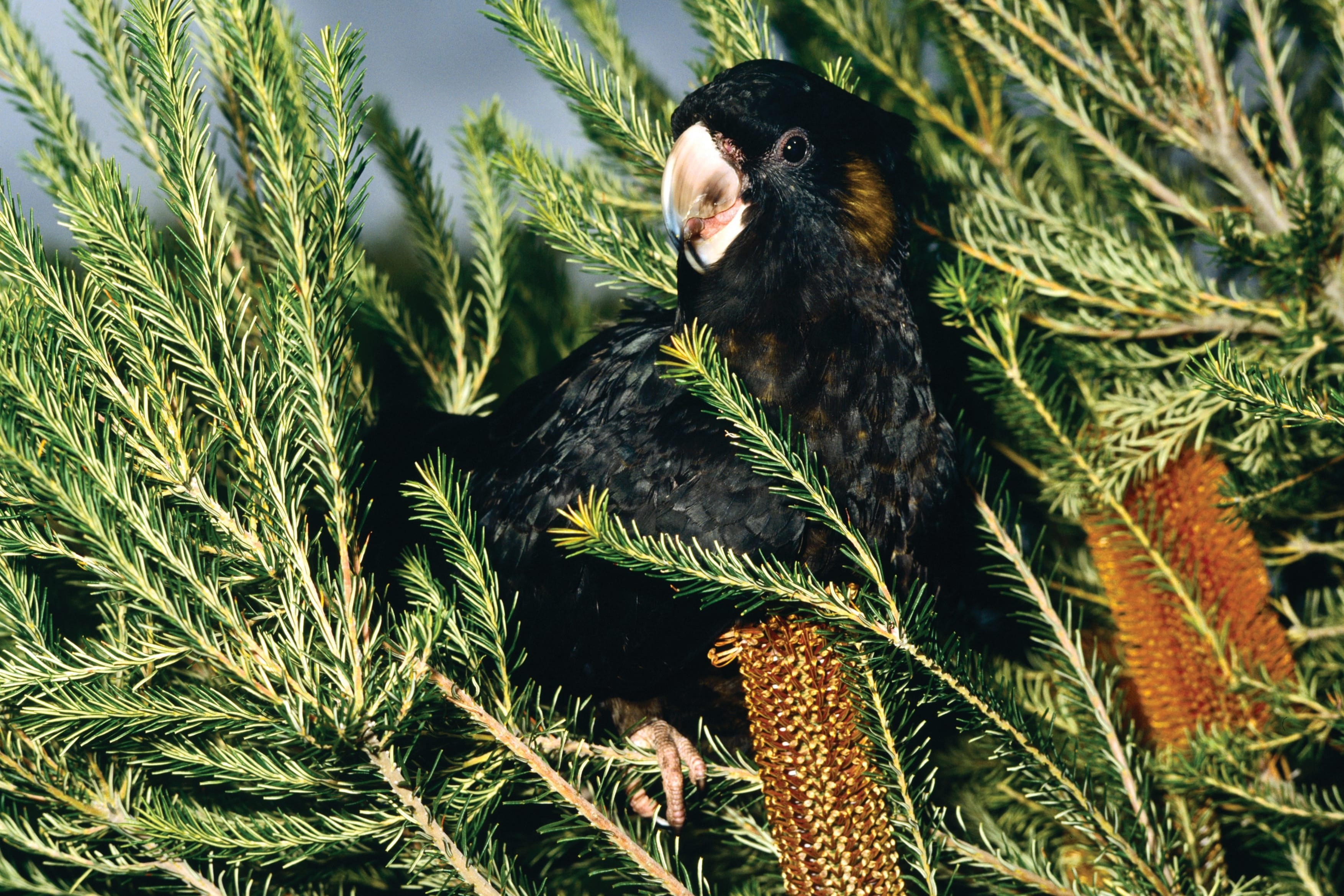 Yellow-tailed black cockatoo sitting on the leaves of a red banksia tree. The bird has mostly black plumage with yellow cheek patches and a yellow tail band. It is perched among the vibrant red flowers and green leaves of the banksia, creating a striking contrast.