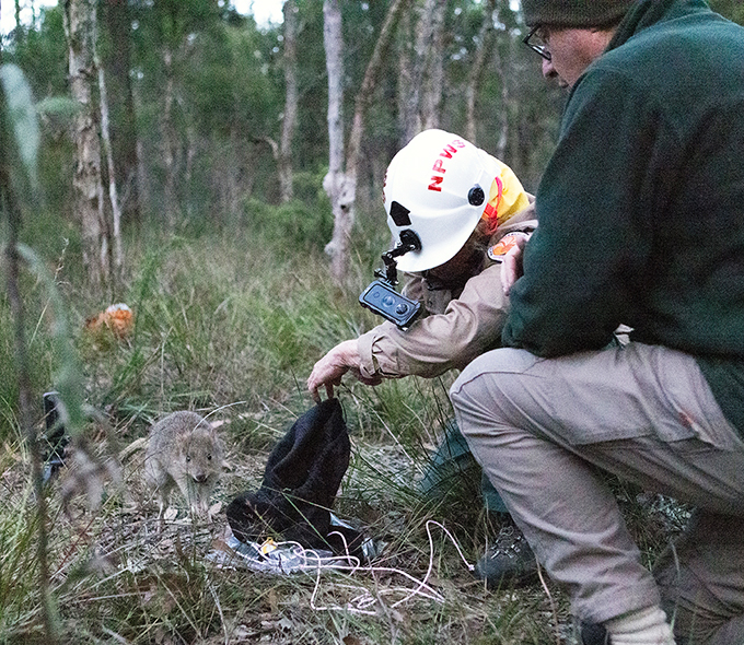 Eastern bettong springing from bag with 2 NPWS officers looking on.