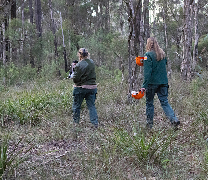 Three NPWS officers carrying bags and safety gear through bush.