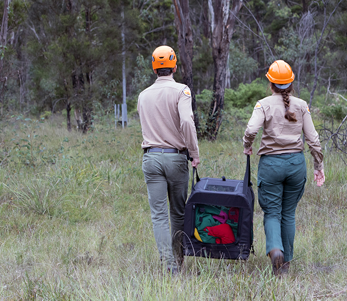 Two officers carrying an animal box into the forest. 