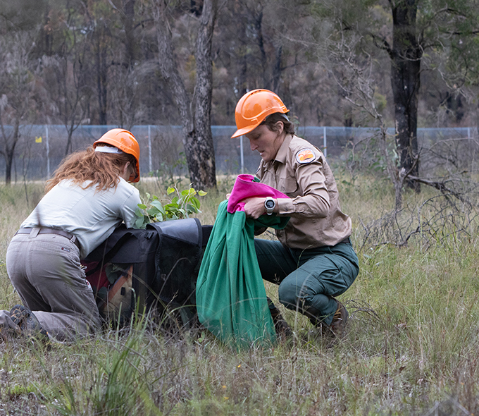 Two NPWS officers checking inside a large green bag they pulled from rom an animal carrier.