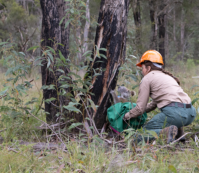 NPWS officer kneeling at base of tree with green bag, a koala is climbing out and reaching for the tree.