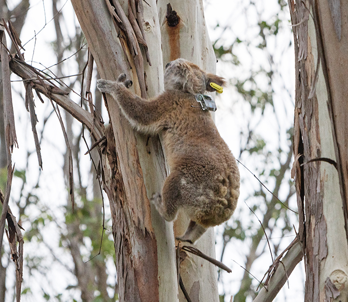 Koala climbing tree with two ear tags. One is bright yellow, and the other is grey. 