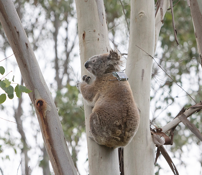 Koala sitting in a tree with bright yellow ear tag, and tracking device on it's back.