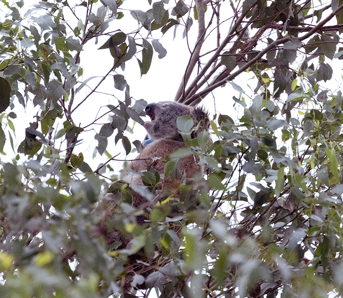 Koala in tree, obscured by leaves.