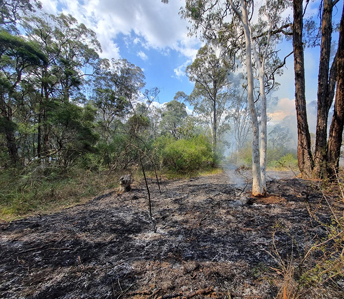 a section of forest that has recently been affected by fire. The ground is covered in blackened soil and ash, indicating the aftermath of the fire. There are still some small pockets of smoke rising from the ground, suggesting that the fire might have occurred recently. In the foreground, there are burnt plants and trees with their branches and leaves turned to ash. In contrast, the background shows green trees that appear untouched by the fire.