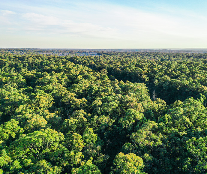 Aerial view of Yiraaldiya National Park, showcasing a vast expanse of dense, green forest canopy stretching to the horizon under a clear sky. The image highlights the park's extensive and lush vegetation, emphasizing the natural beauty and ecological significance of the area.