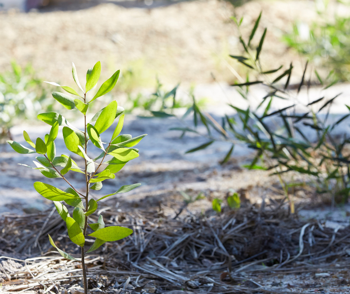 Small green plant growing among dry brown grass in sunlit soil.