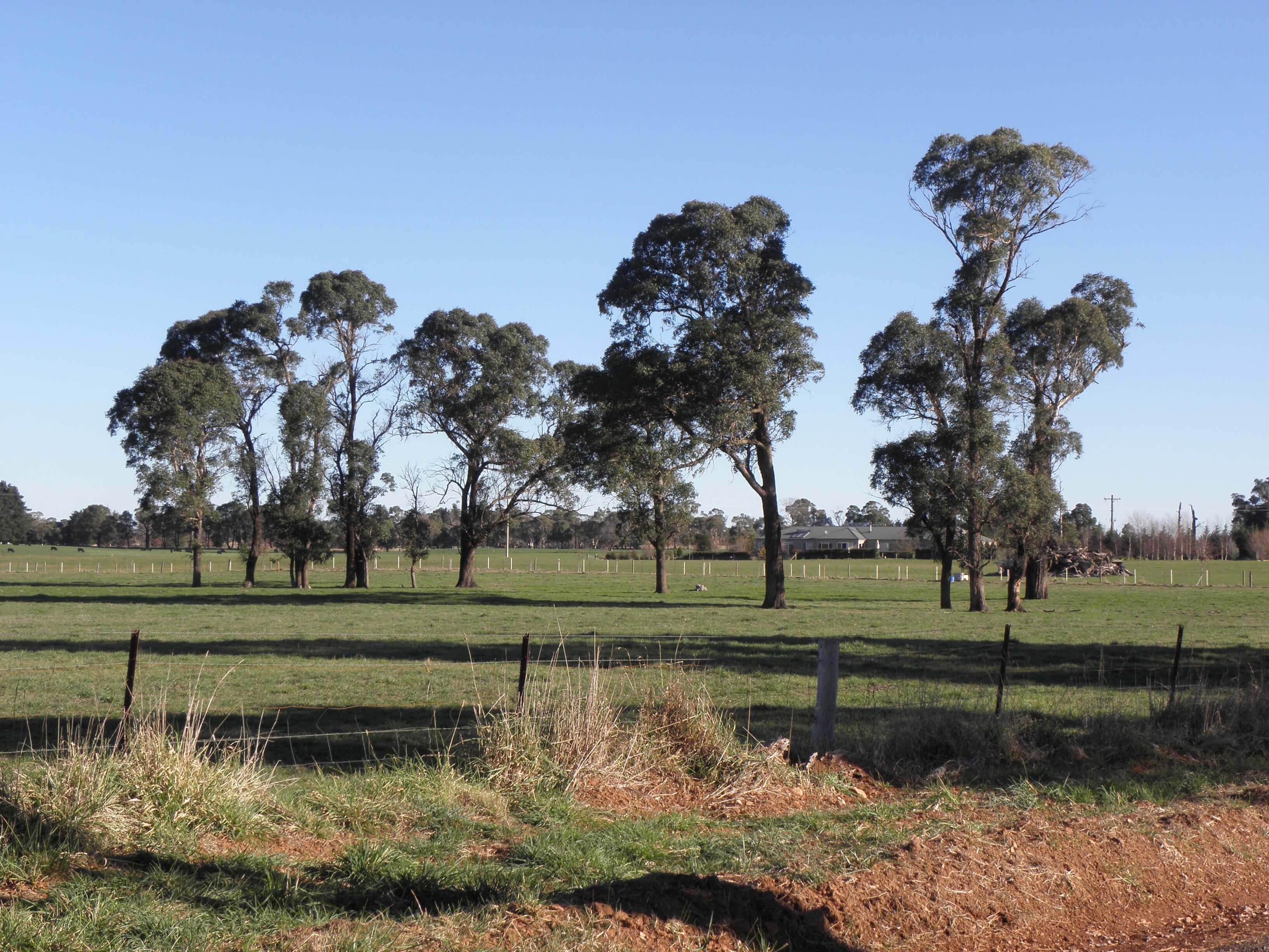 Rural landscape with scattered eucalyptus trees under a clear blue sky, a fenced grassy field, and a distant house conveying calm and serenity.