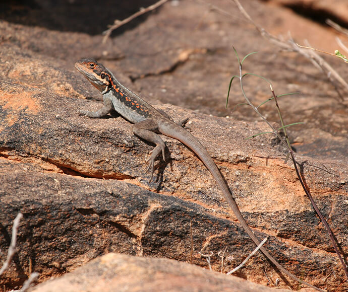 Close-up of a Barrier Range dragon (Ctenophorus mirrityana) sitting on a large rock, viewed from the side as it looks to the left. The lizard has a long tail and features vibrant colors, including shades of brown and orange with intricate patterns on its scales.