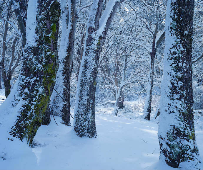 A serene winter forest scene where the ground and trees are blanketed in a thick layer of snow. Tall trees with patches of green moss peek through the snow, adding a touch of color to the predominantly white landscape. The background extends into more snow-covered trees, enhancing the sense of depth and tranquillity in this peaceful winter wonderland.