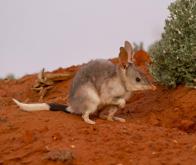 Photograph of a bilby (Macrotis lagotis), showing the animal’s long ears, pointed snout, and soft fur as it stands in its natural habitat.