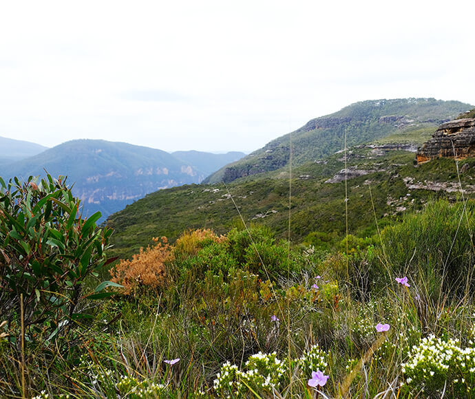 Scenic view from the Mount Hay summit walking track, featuring heathland wildflowers in the foreground. The landscape includes a variety of green vegetation with colorful flowers, and rolling hills and mountains in the background under a cloudy sky.