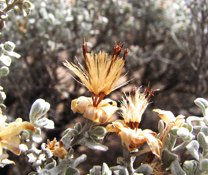 Bluebush Daisy (Cratystylis conocephala) with dried flowers, showing the plant's distinctive dried flower heads and silvery-green foliage in a natural setting.