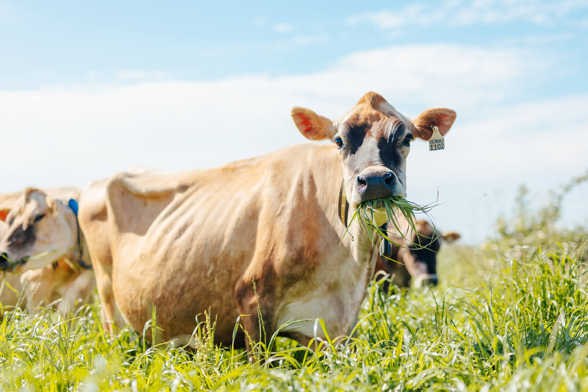 A tagged cow eating grass in a field