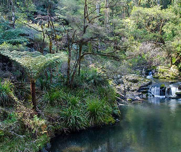 A serene natural scene featuring a small waterfall and a pond surrounded by lush greenery. The area is densely populated with various types of vegetation, including ferns and trees. The water flows gently over rocks, creating a tranquil atmosphere. The scene is likely part of a forest or nature reserve, showcasing the beauty of untouched natural landscapes.