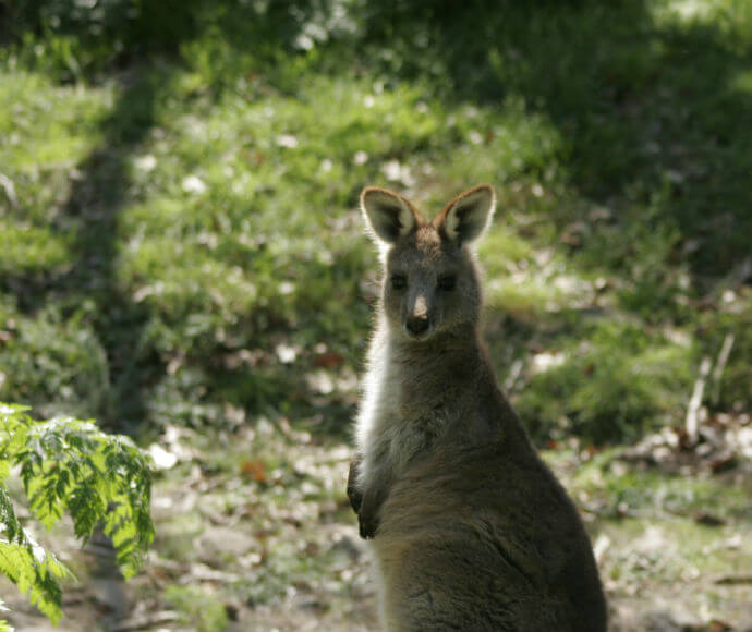 Photograph of an eastern grey kangaroo (Macropus giganteus) with a joey in its pouch, showcasing the iconic Australian marsupial in its natural habitat.