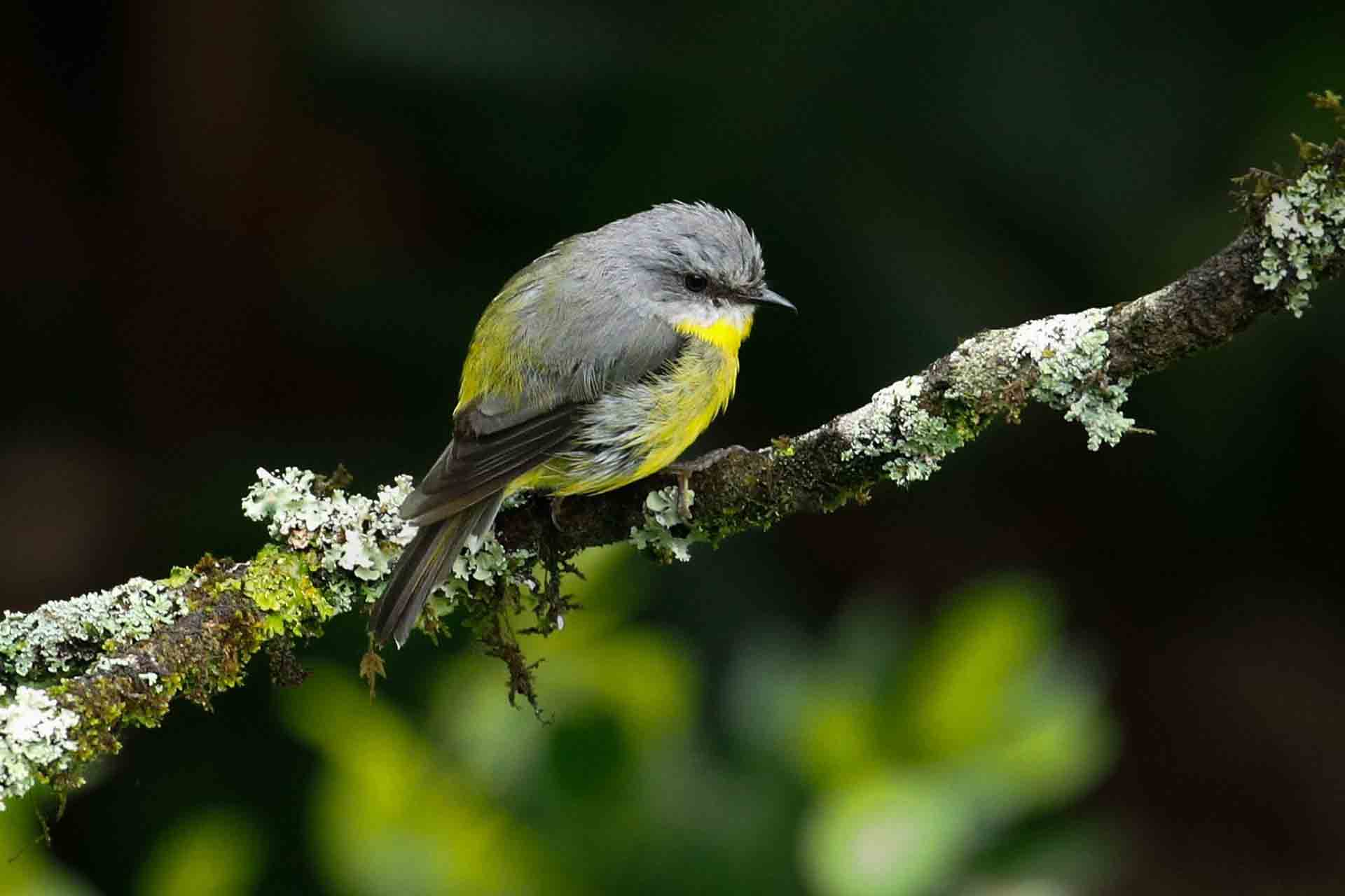 Small round bird with yellow feathers, grey wings and tail sits moodily on a lichen-crusted branch