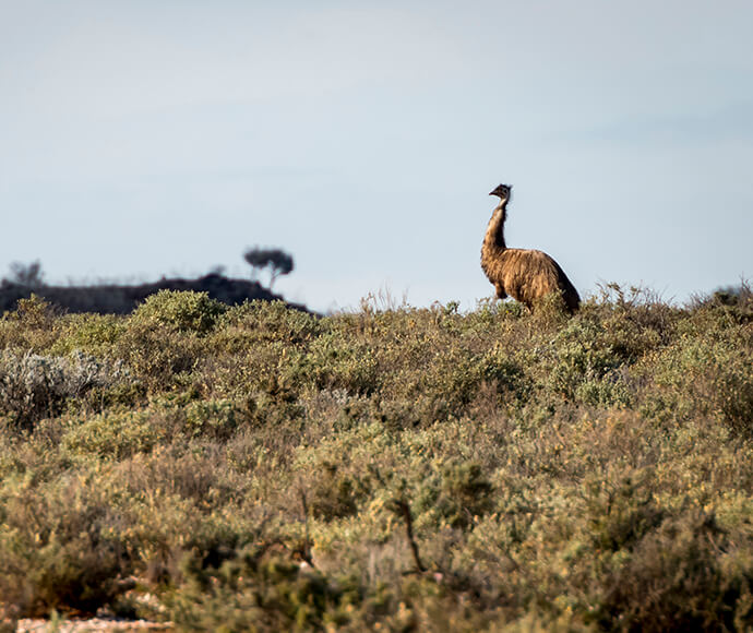 An Australian emu (Dromaius novaehollandiae) standing upright at Mutawintji National Park. The bottom half of the photo is filled with green vegetation, while the top half features a clear light blue sky. The emu is positioned towards the right side of the photo.