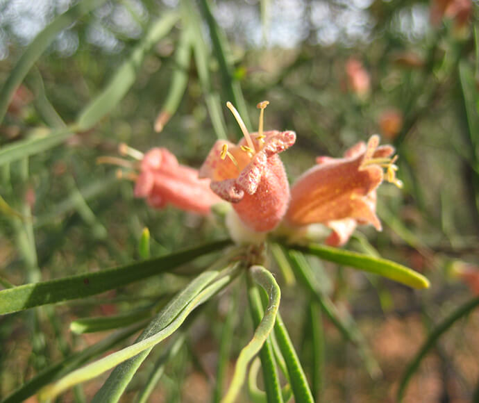 Photograph of Emubush (Eremophila longifolia), showing the plant’s distinctive long leaves and small flowers in its natural habitat.