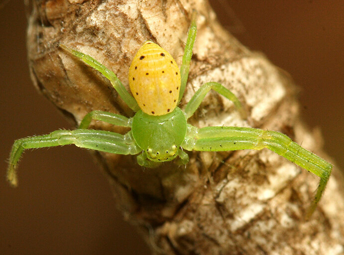 A green crab spider with a striking yellow and spotted abdomen clings to a brown tree branch, blending into the earthy surroundings.