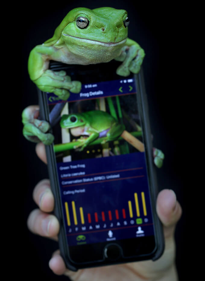 A green tree frog sits atop a smartphone displaying its own image and details, highlighting its vibrant colour and creating a playful, curious scene.