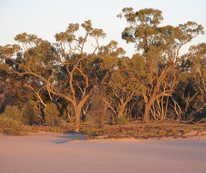 Photograph of Gidgee trees (Acacia cambagei), showing the distinctive foliage and bark of these native Australian trees in their natural habitat.