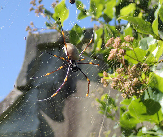 A large spider with long legs is centered on a web, with vibrant green leaves and small flower clusters in the background under a clear blue sky.