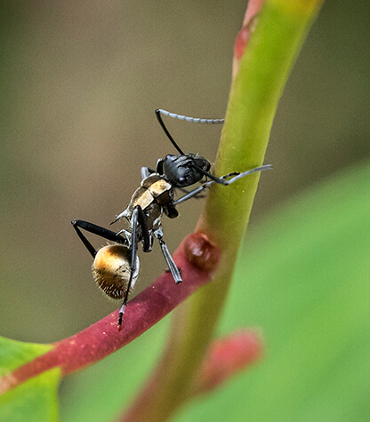 Close-up of a golden-backed ant climbing a green plant stem. The ant's detailed body and legs are visible, conveying a sense of curiosity and determination.