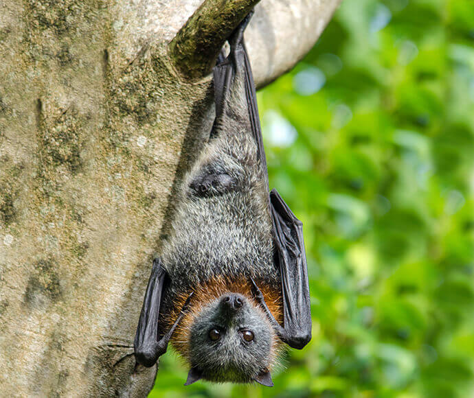 A flying fox is hanging upside down from a tree branch. The flying fox has grey and brown fur and is looking directly at the camera. The background is filled with green foliage, indicating a natural environment.