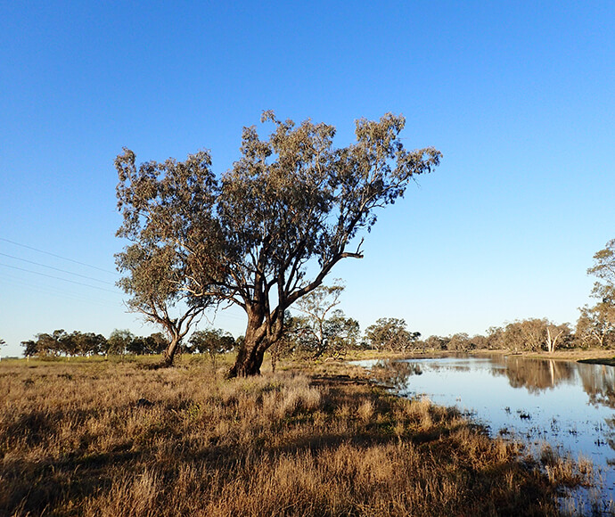 Tree along a creek, Gwydir catchment under a bright blue sky