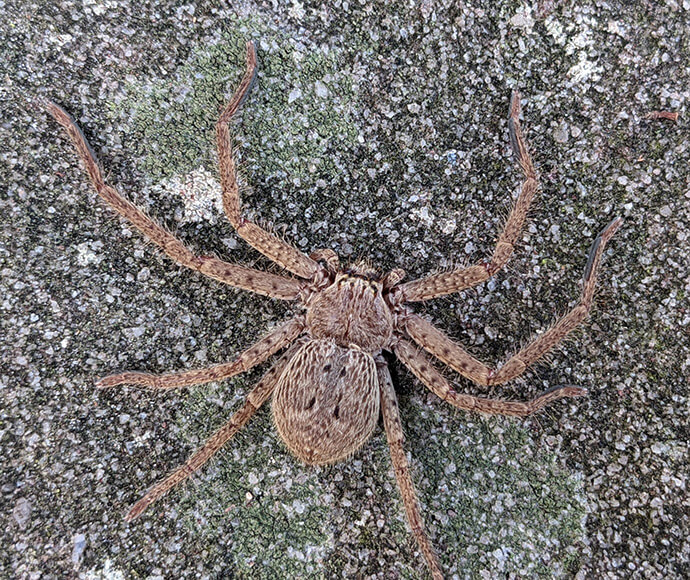 A large, brown spider with subtle patterns on its body and legs sits on a rough, speckled grey and green background, blending in seamlessly.