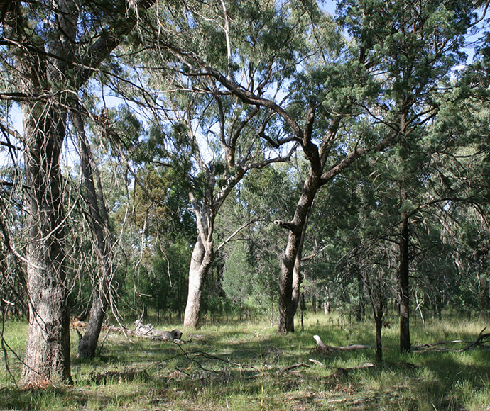 Photograph of Inland Grey Box Woodland, showing a landscape with scattered trees and native vegetation, highlighting the typical flora of this threatened ecological community in New South Wales.