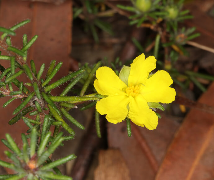 Close-up of a Julian's hibbertia (Hibbertia spanantha) flower, showcasing its bright yellow petals and delicate, star-shaped structure against a backdrop of green foliage.