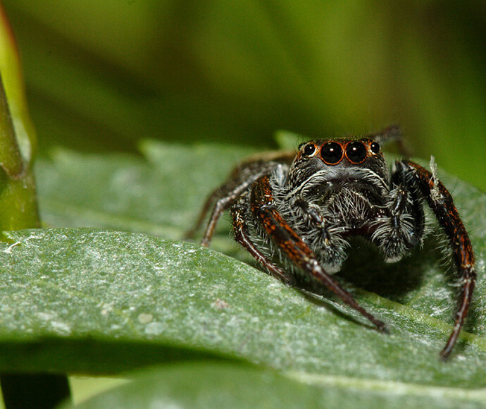 Close-up of a jumping spider on a green leaf, its large eyes facing forward. The spider's fur and orange details contrast with the leaf's texture.