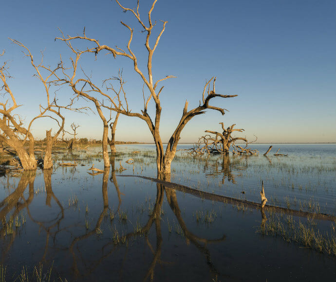 Menindee Lake in Kinchega National Park, featuring leafless tree trunks and branches emerging from the water. Scattered vegetation is visible in the clear water, which reflects the trees. The sky is blue with a golden haze on the horizon.