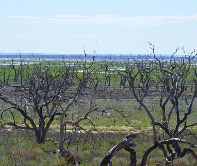 Kinchega National Park overlooking the drying Menindee Lakes under the blue sky. The scene features numerous trees with dark trunks and leafless branches. Grass is growing from the dried-out lake bed.