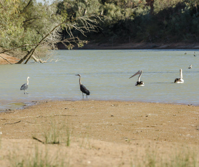 Photograph of pelicans and cormorants at Kinchega National Park, showing the birds resting on a log in a water body, surrounded by natural vegetation.