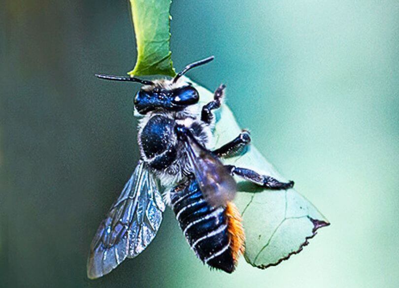 A banded bee clings to a green leaf with delicate, transparent wings visible. The background is softly blurred, creating a calm and natural setting.