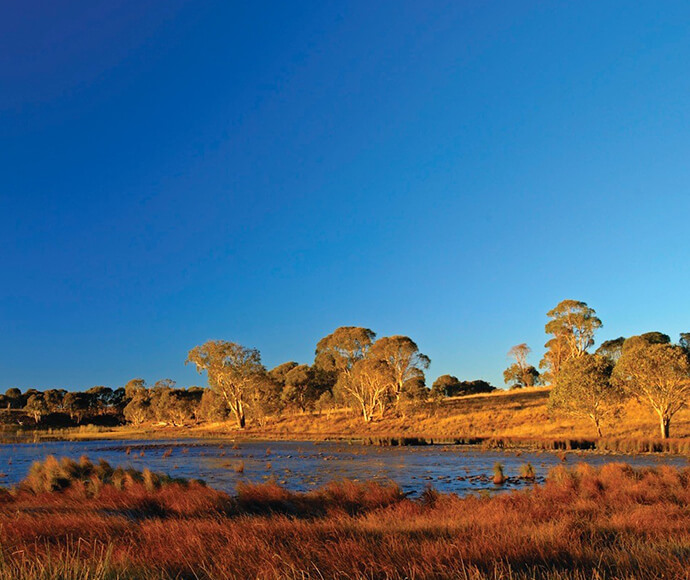 Alt text: The image shows a serene landscape featuring a body of water, likely a lake or pond, surrounded by grassy areas and trees. The sky is clear and blue, indicating a sunny day. The grass in the foreground is a mix of green and brown, suggesting it might be late summer or early autumn. The trees in the background are bathed in golden light, possibly from the setting or rising sun, creating a warm and inviting atmosphere.