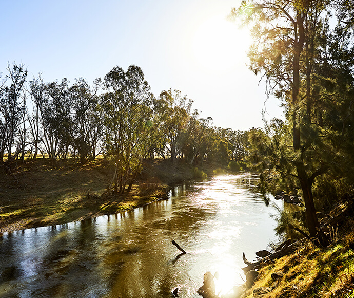 A tranquil scene of the Macquarie River in Dubbo, showcasing the natural beauty of the area. The river is flanked by lush trees on both sides, under a bright blue sky. The orangey sunlight, possibly from sunrise or sunset, casts a golden hue on the water, enhancing the serene atmosphere.