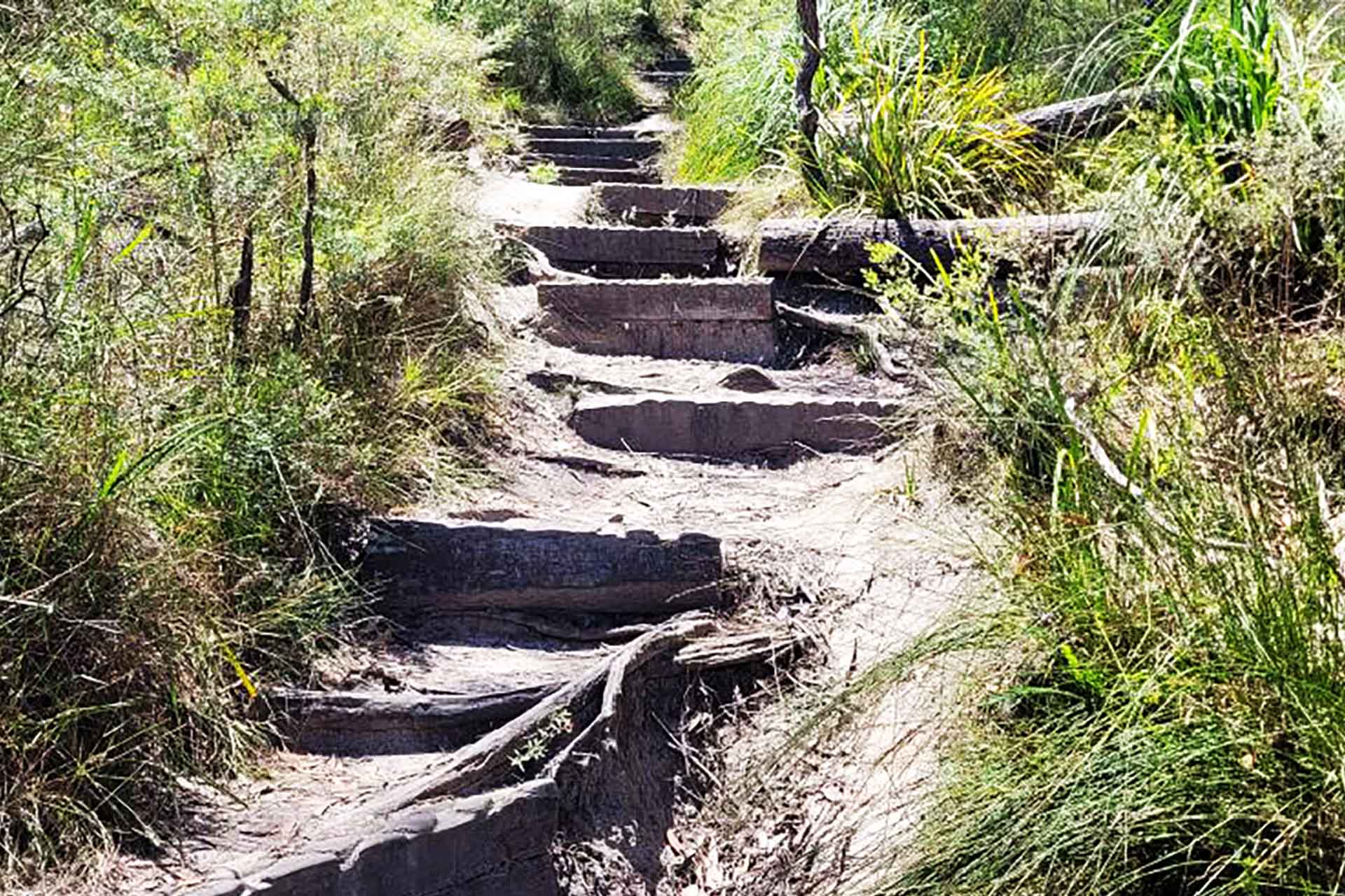 Worn and overgrown wooden steps