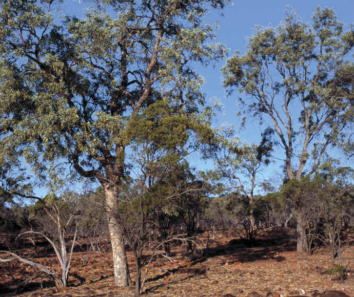 Photograph of the landscape at Mount Grenfell Historic Site, featuring rocky terrain, native vegetation, and a clear sky, highlighting the natural and cultural significance of this protected area in New South Wales.